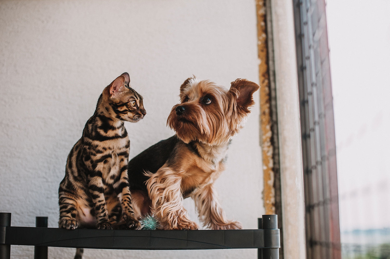 Smart Pet Gear & Supplies